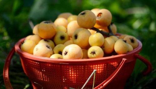 莆田最新爆料摘枇杷,最新爆料带你体验摘果乐趣”  第1张